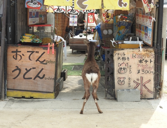 土産屋を覗くシカ