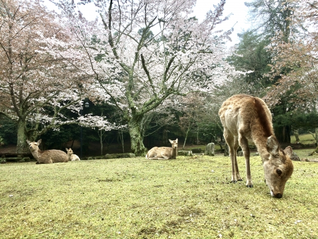 満開の桜と宮島のシカ
