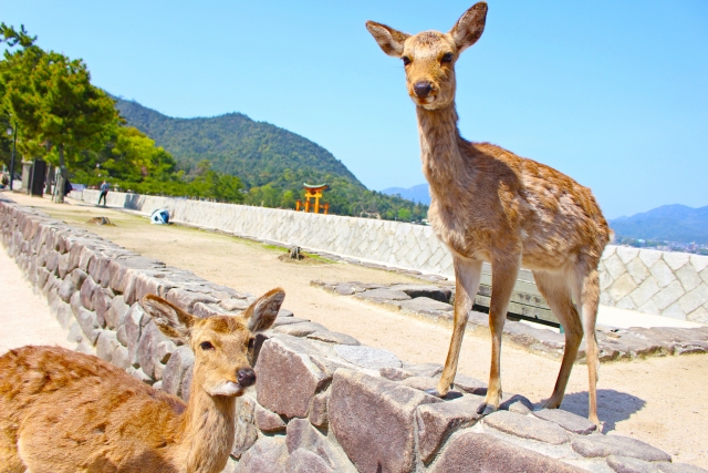 厳島神社の近くでくつろぐシカ