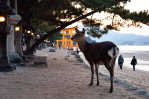 厳島神社の鳥居とシカ