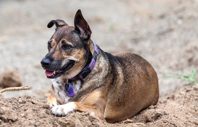 ナイロン製の首輪をつけた犬