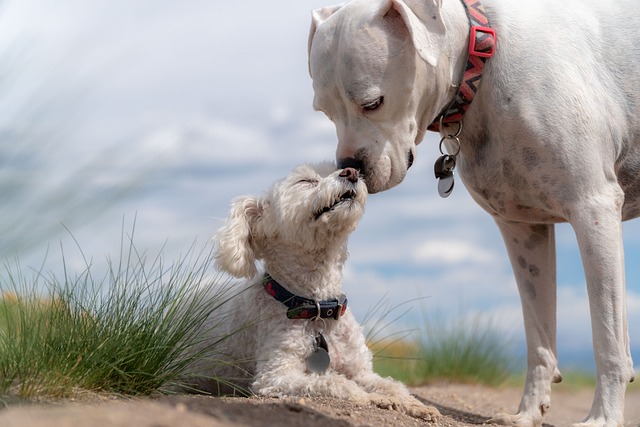 おしゃれな首輪をつけた犬