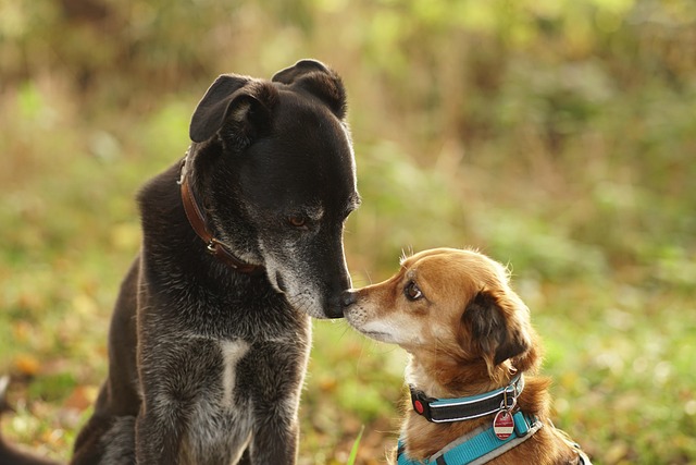さまざまな首輪をつけた犬