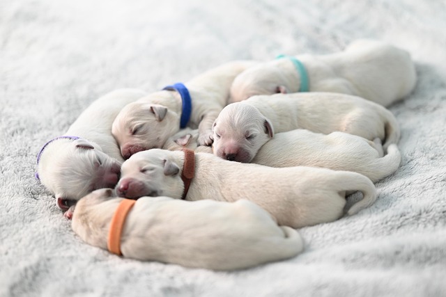 並んで眠る子犬