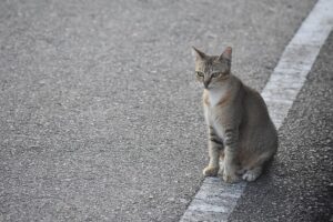 道路上の猫