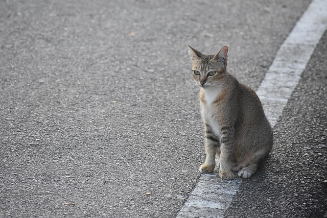 道路上の猫