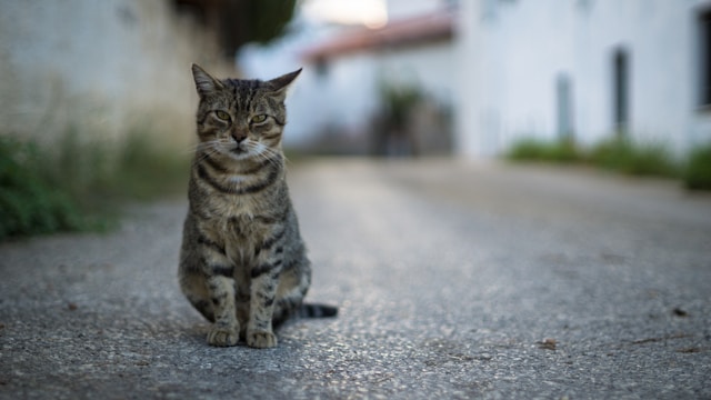 道路で佇む猫