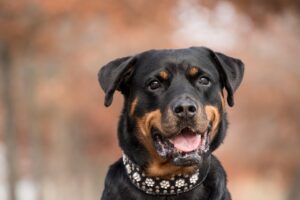 黒い首輪が似合う犬