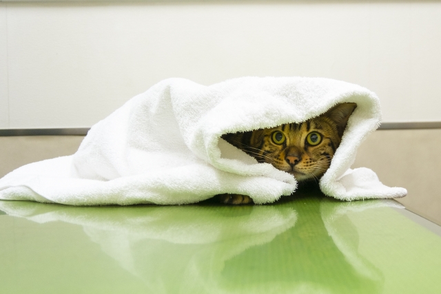 怯えてタオルの下に隠れる猫