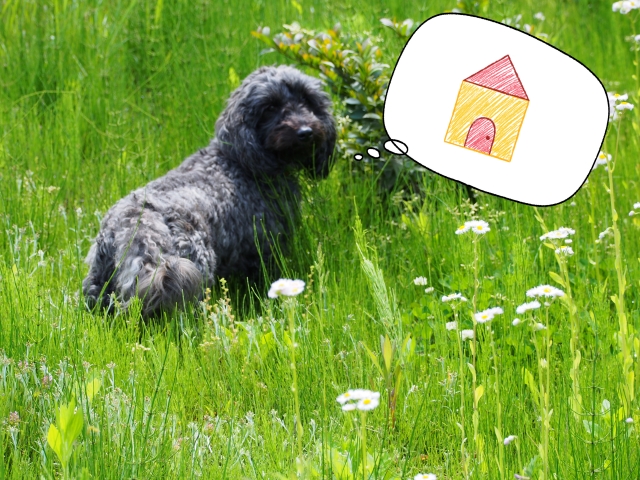 家に帰れない迷子の犬