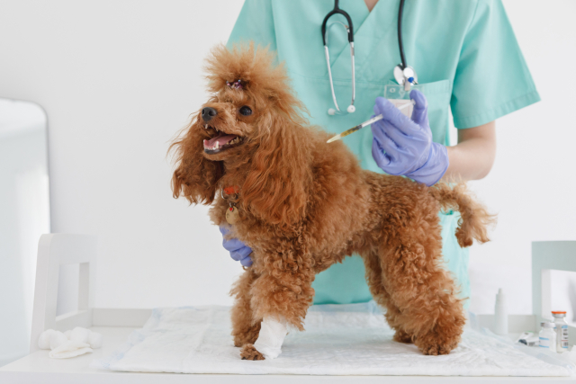 動物病院で予防接種を受ける犬