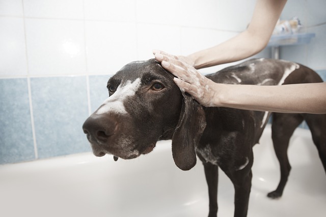 おとなしくシャンプーされている犬