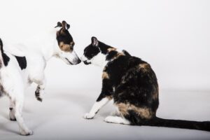 挨拶する犬と猫