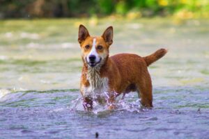 川遊びを楽しむ犬
