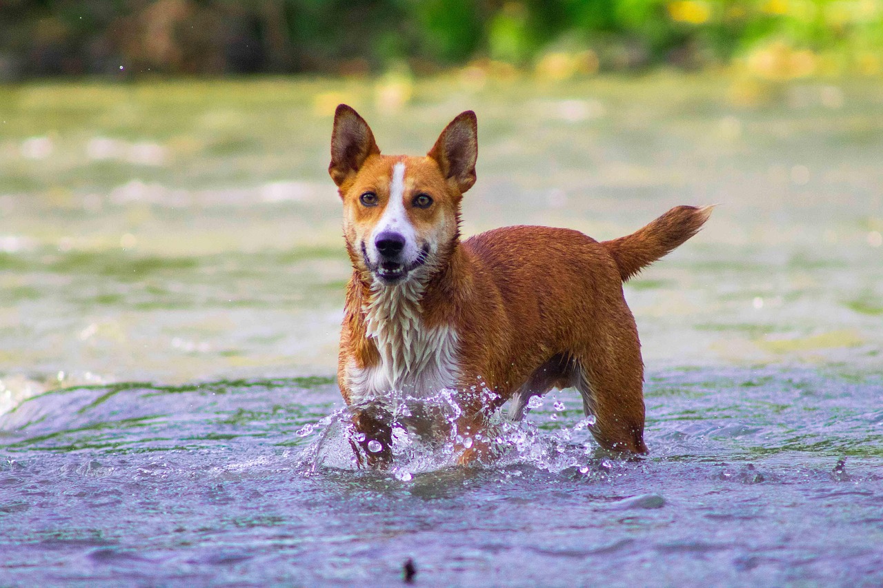 川遊びを楽しむ犬