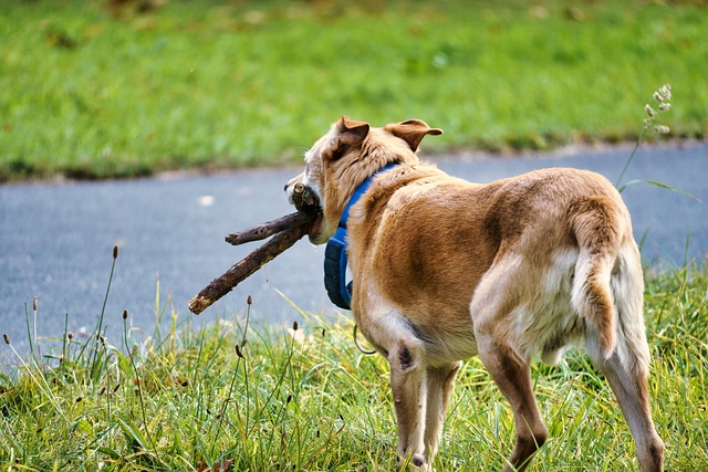 川岸で枝を使って遊ぶ犬