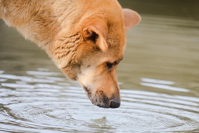 水に顔を近づける犬