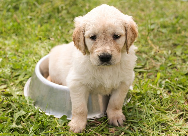 遊んでほしそうな表情の子犬