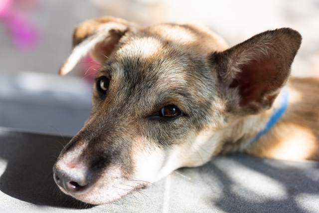 まぶしそうな表情の雑種犬