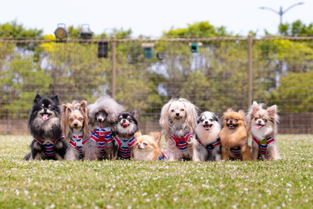 整列したたくさんの犬
