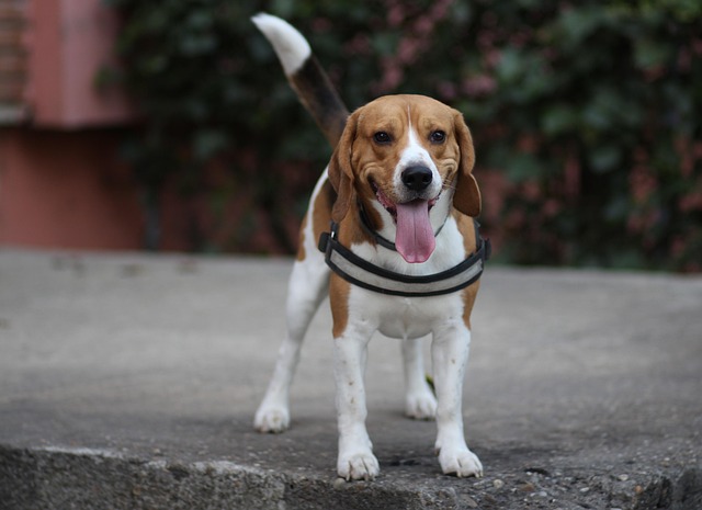 探知犬として活躍するビーグル