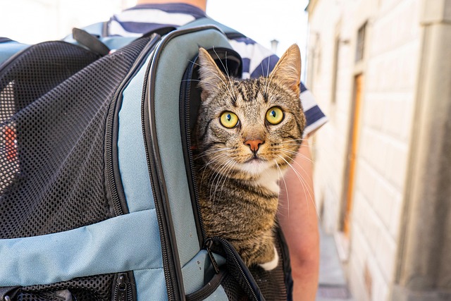 リュックで移動する猫