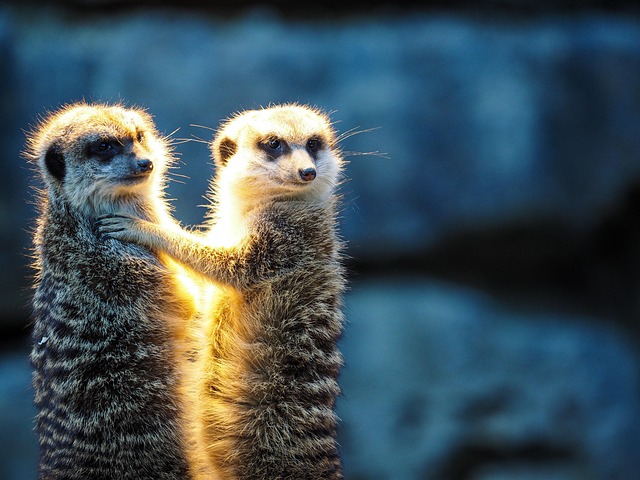 2匹のミーアキャット