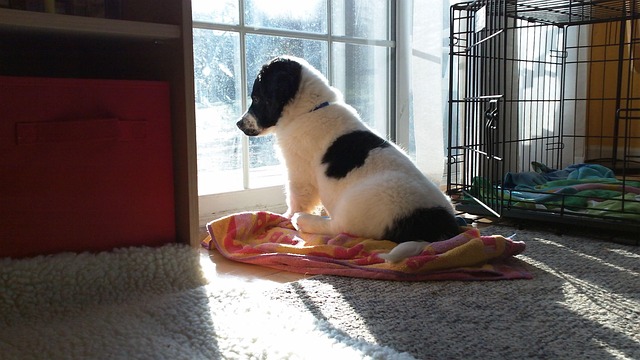 窓の外を見る犬