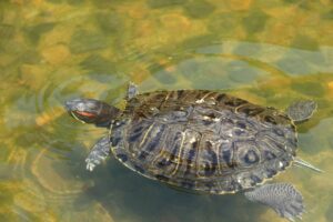 水中を泳ぐアカミミガメ