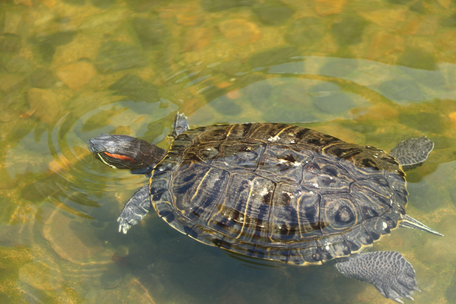 水中を泳ぐアカミミガメ