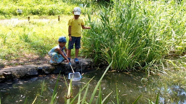 水辺で生き物を捕まえようとする子供たち