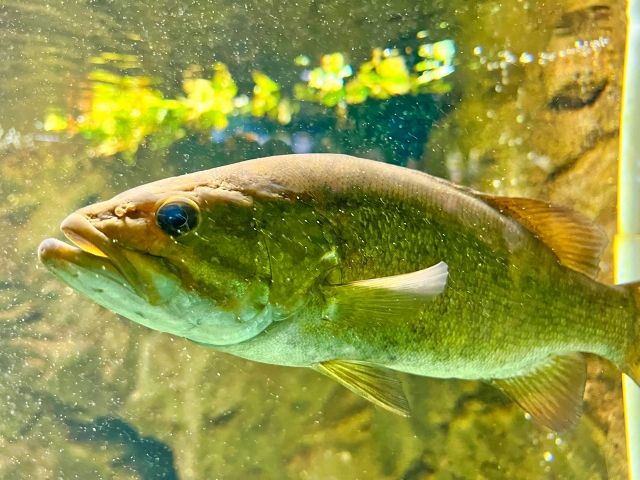 水中を泳ぐブラックバス