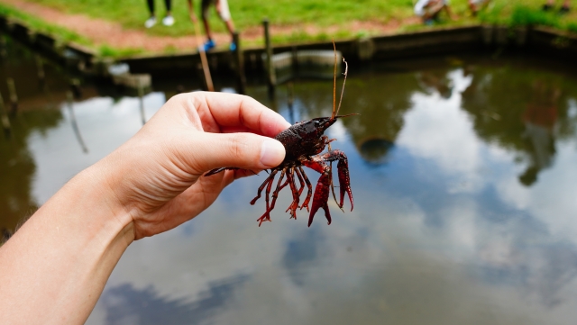 捕獲されたアメリカザリガニ