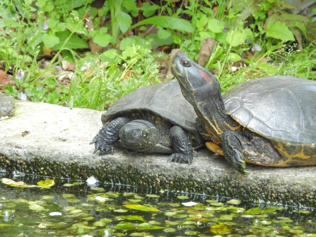 水辺でくつろぐカメたち