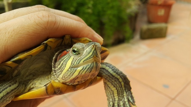 ペットとして飼育されているアカミミガメ