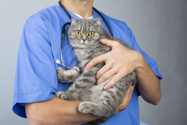 獣医師に抱えられる猫