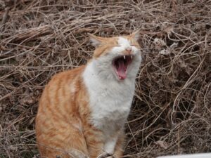 大声で鳴く猫