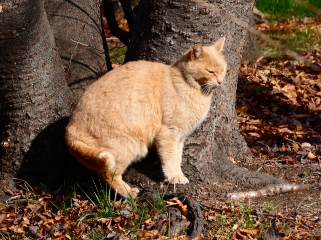 木陰で用を足す猫
