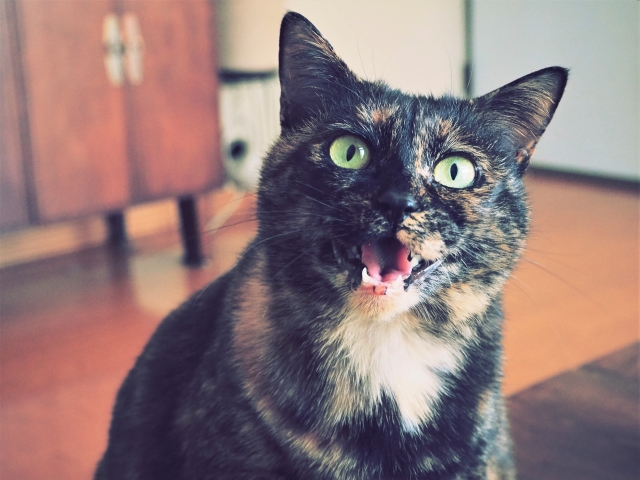 こちらを向いて鳴く猫