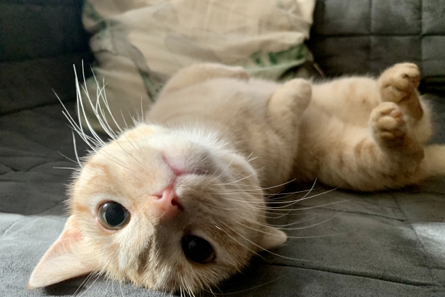 発情期でゴロゴロする猫