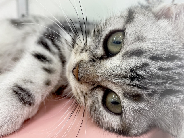 ふさふさの猫のひげ