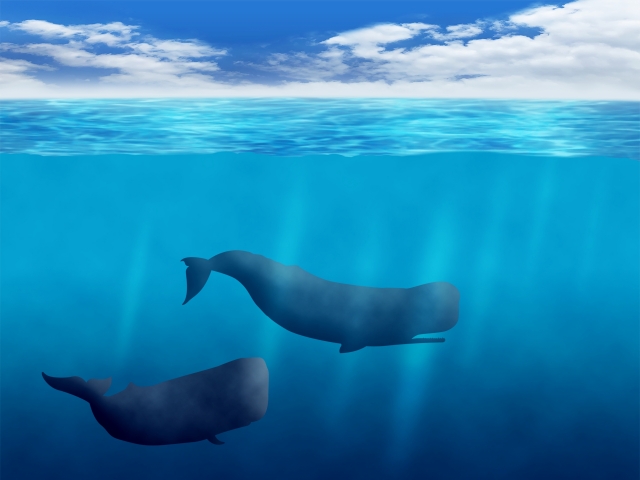 海を泳ぐマッコウクジラ