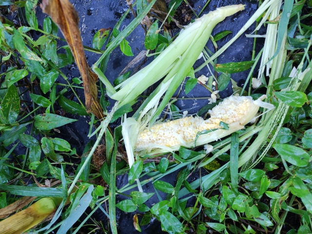 とうもろこし　食害