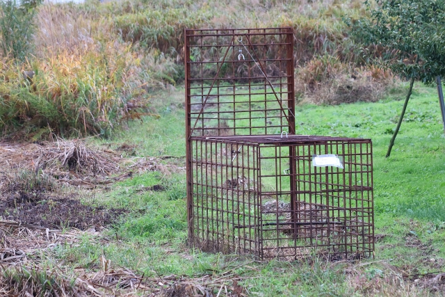 箱罠　野生動物