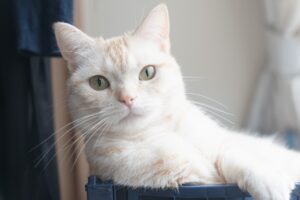 立派なひげをしたこちらを見つめる猫