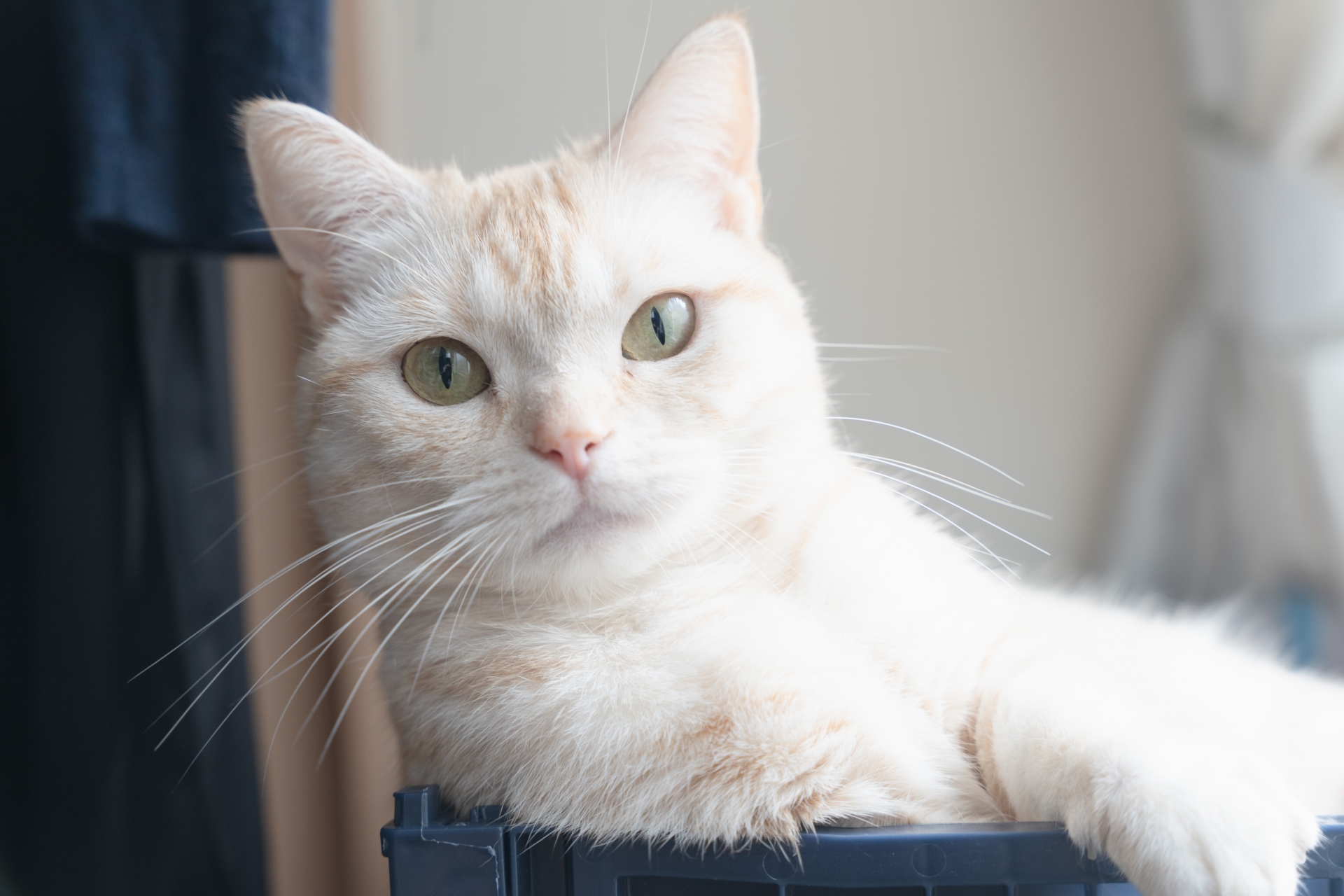 立派なひげをしたこちらを見つめる猫