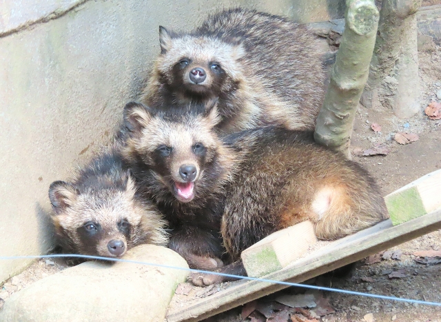 集まっているタヌキ