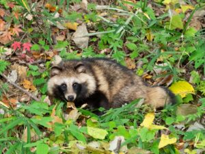 里山の丸々としたタヌキ