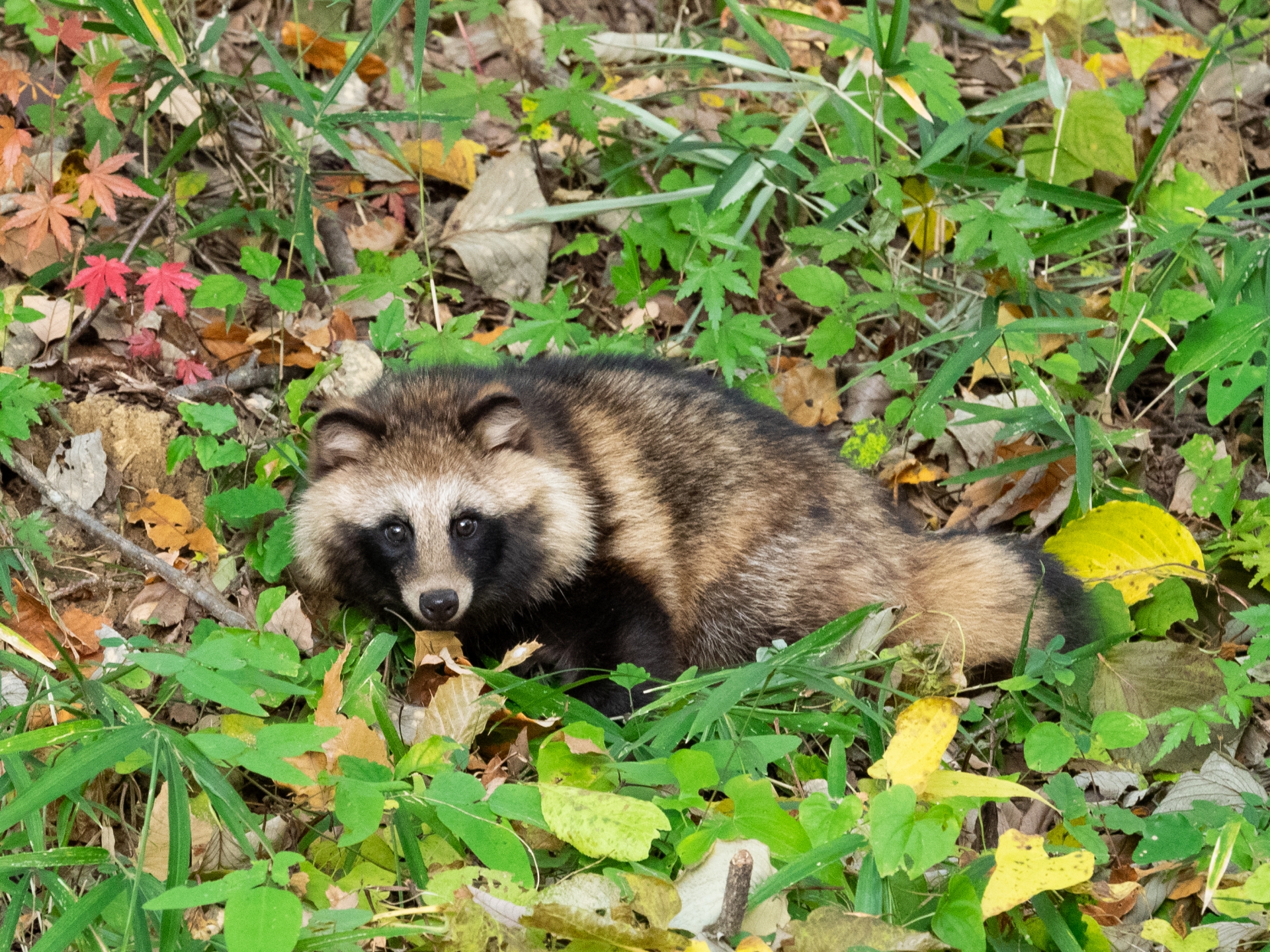 里山の丸々としたタヌキ