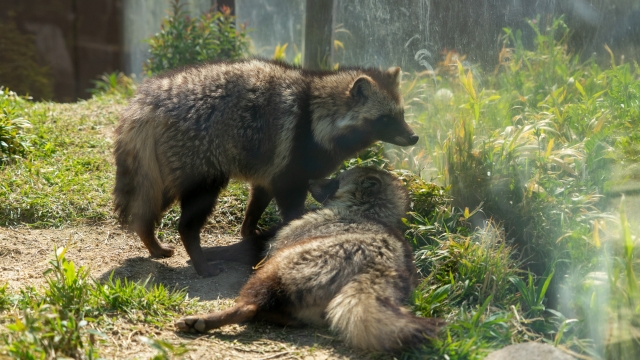動物園に展示されているタヌキたち
